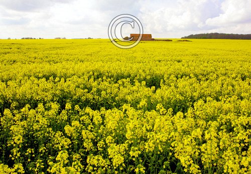 Rape Field DM1259
